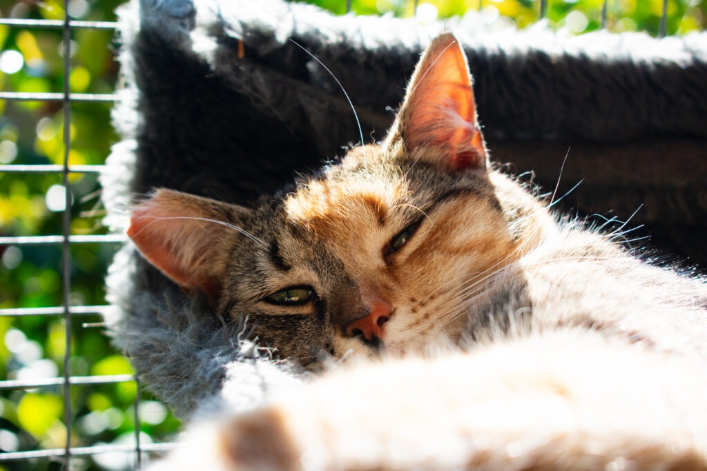 Poes Tina bij de poezenplaneet